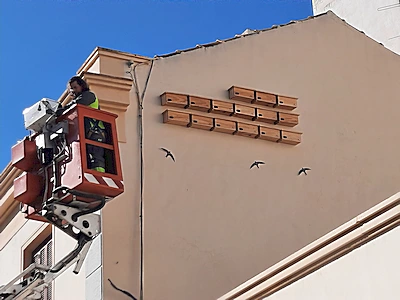 Torrevieja impulsa la biodiversidad urbana con nuevos nidales para vencejos y avión común
