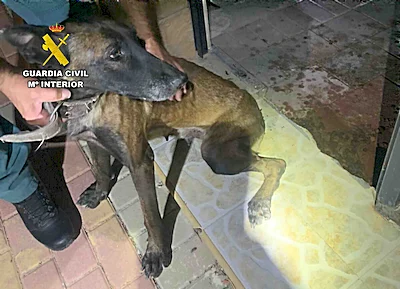 La Guardia Civil rescata a dos perros abandonados y desnutridos en Campos del Río.